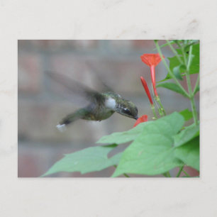 keelkeelkegel Briefkaart