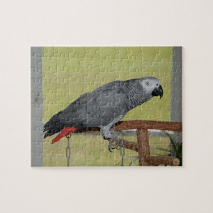 Keen Congo African Gray Parrot Legpuzzel