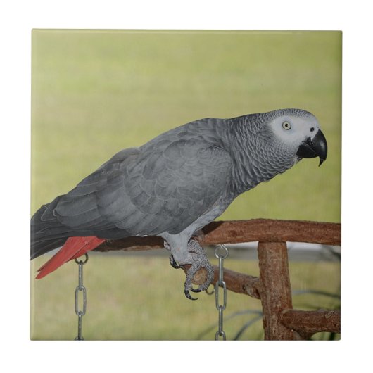 Keen Congo African Gray Parrot Tegeltje (Voorkant)