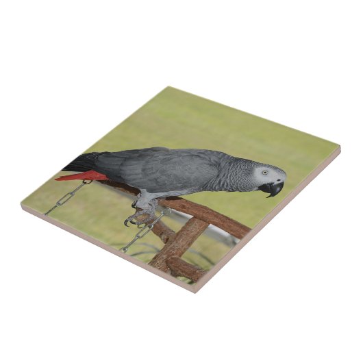 Keen Congo African Gray Parrot Tegeltje (Zijkant)