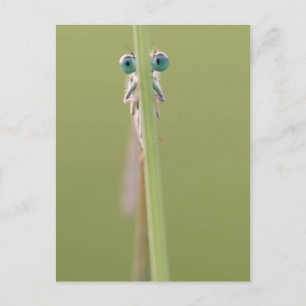 keepin’ een oog op u briefkaart
