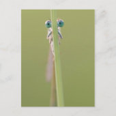 keepin’ een oog op u briefkaart (Voorkant)