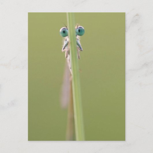 keepin’ een oog op u briefkaart (Voorkant)