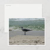 Kees – Kust Natuurfotografie Briefkaart (Voorkant / Achterkant)