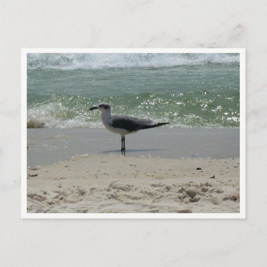 Kees – Kust Natuurfotografie Briefkaart (Voorkant)