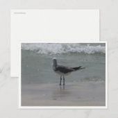 Kees – Kust Natuurfotografie Briefkaart (Voorkant / Achterkant)