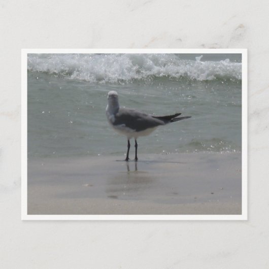Kees – Kust Natuurfotografie Briefkaart (Voorkant)