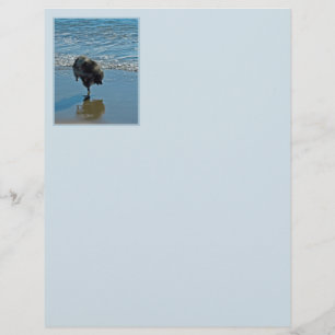 Keesdoorn Ballet-foto - Cute Original Dog Art