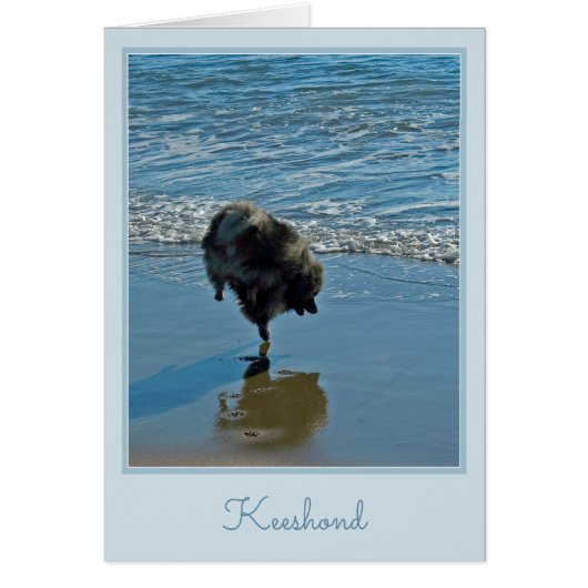 Keesdoorn Ballet-foto - Cute Original Dog Art (Voorkant)