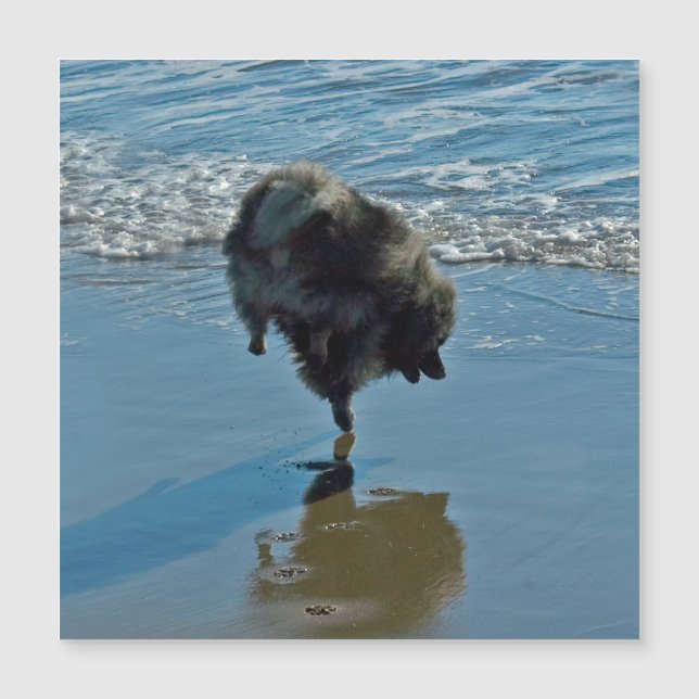 Keesdoorn Ballet-foto - Cute Original Dog Art (Voorkant)