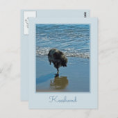 Keesdoorn Ballet-foto - Cute Original Dog Art Briefkaart (Voorkant / Achterkant)