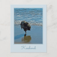 Keesdoorn Ballet-foto - Cute Original Dog Art
