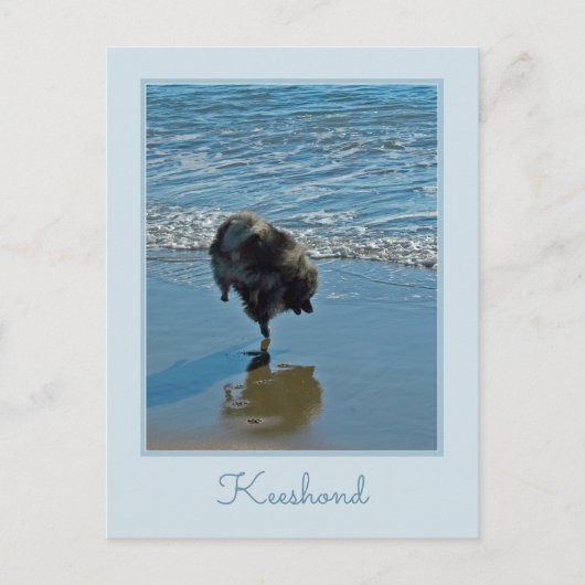 Keesdoorn Ballet-foto - Cute Original Dog Art Briefkaart (Voorkant)