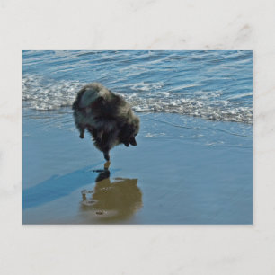 Keesdoorn Ballet-foto - Cute Original Dog Art Briefkaart