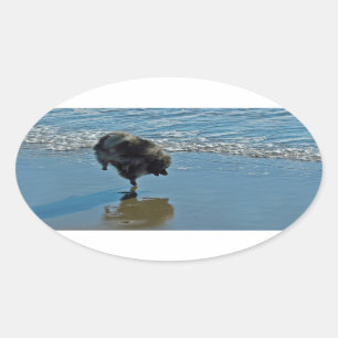 Keesdoorn Ballet-foto - Cute Original Dog Art Ovale Sticker