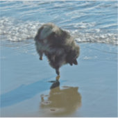 Keesdoorn Ballet-foto - Cute Original Dog Art Sticker (Voorkant)