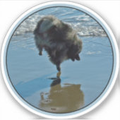 Keesdoorn Ballet-foto - Cute Original Dog Art Sticker (Voorkant)