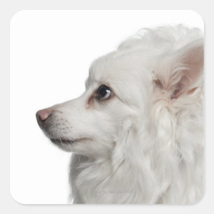 Keeshond (10 jaar oud) close-up vierkante sticker