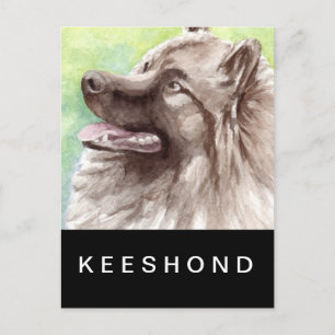 Keeshond Aquarel Portret Briefkaart