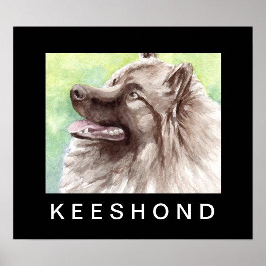 Keeshond Aquarel Portret Poster (Voorkant)
