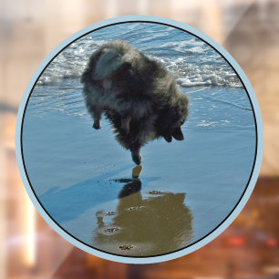 Keeshond Ballet Foto - Schattige Originele Honden Raamsticker