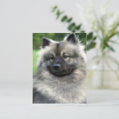 Keeshond Briefkaart (Staand voorkant)