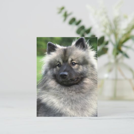 Keeshond Briefkaart (Staand voorkant)