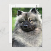 Keeshond Briefkaart (Voorkant / Achterkant)