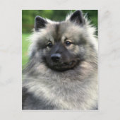 Keeshond Briefkaart (Voorkant)