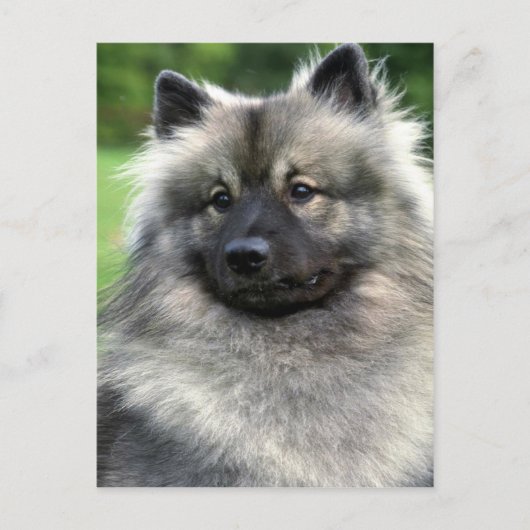 Keeshond Briefkaart (Voorkant)