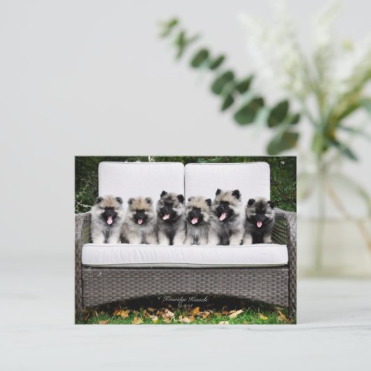 Keeshond Briefkaart (Staand voorkant)