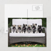 Keeshond Briefkaart (Voorkant / Achterkant)