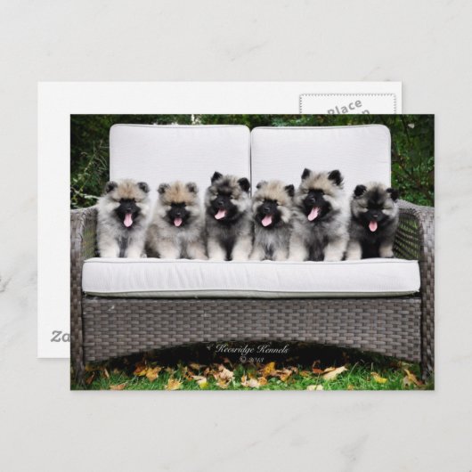 Keeshond Briefkaart (Voorkant / Achterkant)