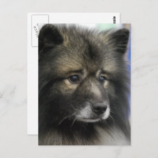 Keeshond Dog Briefkaart (Voorkant / Achterkant)