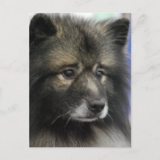 Keeshond Dog Briefkaart (Voorkant)