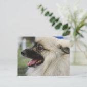 Keeshond Dog Briefkaart (Staand voorkant)