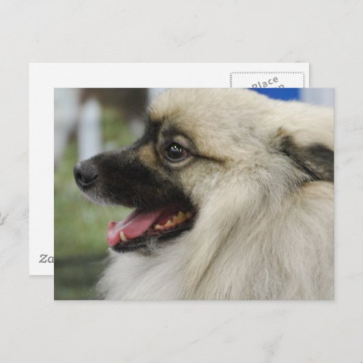 Keeshond Dog Briefkaart (Voorkant / Achterkant)