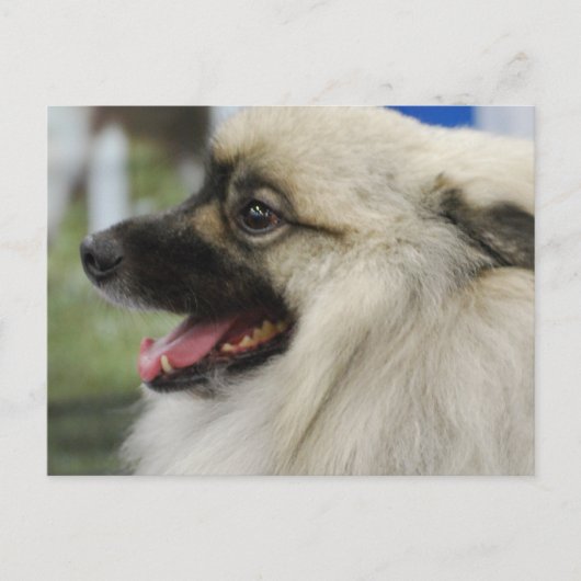 Keeshond Dog Briefkaart (Voorkant)