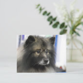 Keeshond Dog Briefkaart (Staand voorkant)