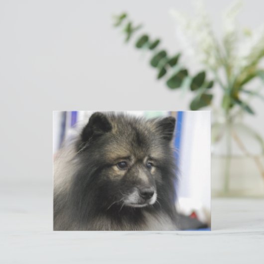 Keeshond Dog Briefkaart (Staand voorkant)
