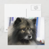 Keeshond Dog Briefkaart (Voorkant / Achterkant)