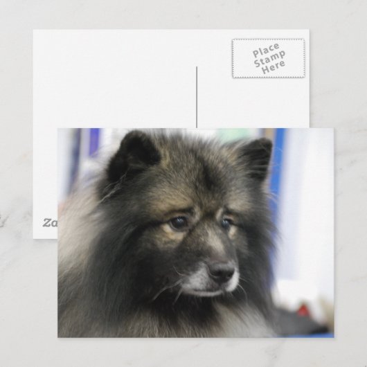 Keeshond Dog Briefkaart (Voorkant / Achterkant)