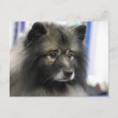 Keeshond Dog Briefkaart (Voorkant)