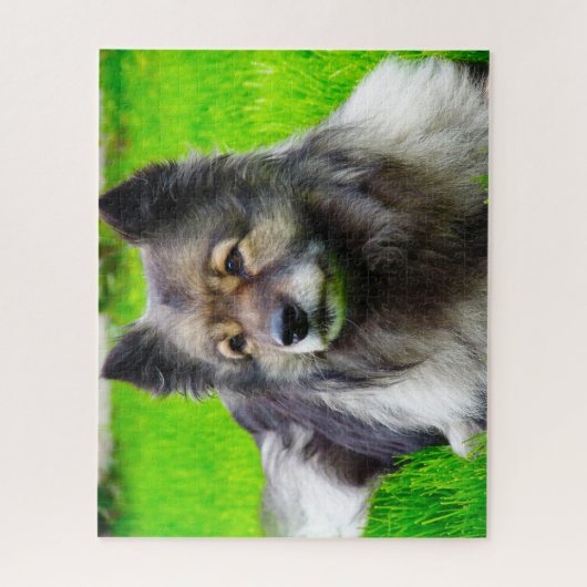 Keeshond Dog. Legpuzzel (Verticaal)