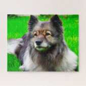 Keeshond Dog. Legpuzzel (Horizontaal)