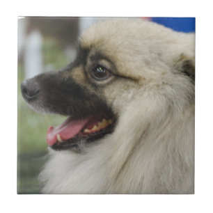 Keeshond Dog Tile Tegeltje