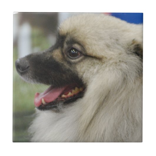 Keeshond Dog Tile Tegeltje (Voorkant)