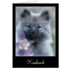 Keeshond en Columbine