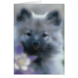 Keeshond en Columbine