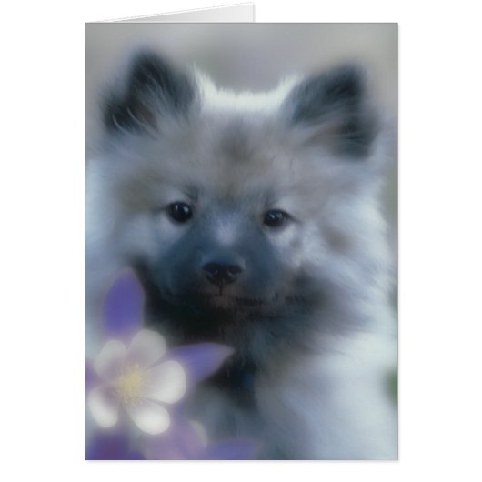 Keeshond en Columbine (Voorkant)